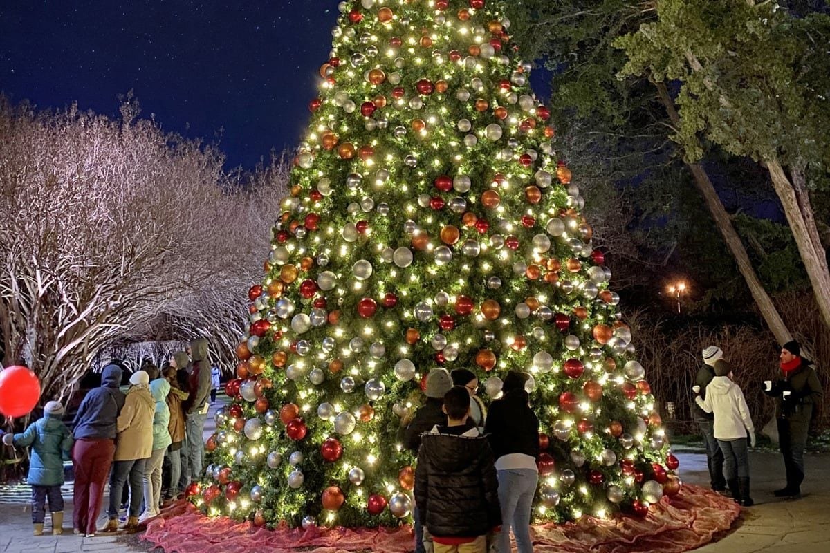 Large lit outdoor Christmas tree with star topper glowing at night