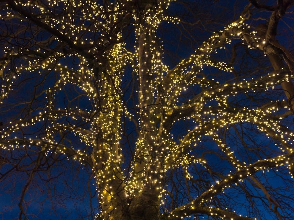 Tree Wrapping & Lighting